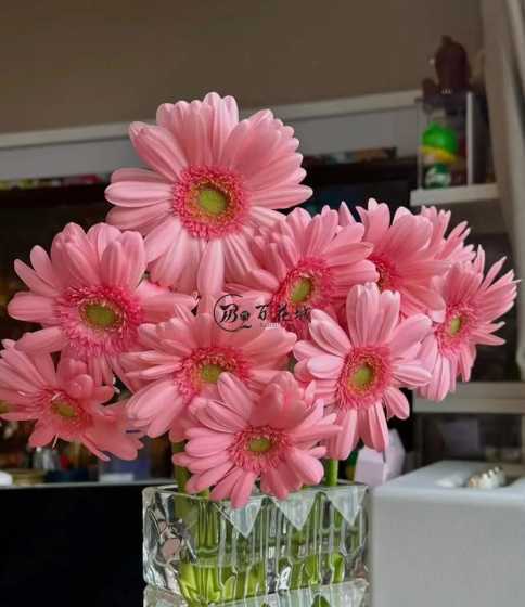 太阳花为什么叫非洲菊 非洲菊(太阳花)的花语是什么