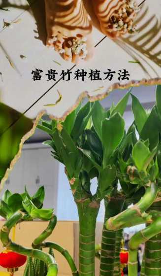 怎么样富贵竹多长叶子 水培富贵竹留多少叶子比较合适如何提高成活率