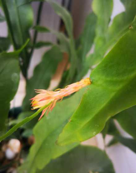 昙花的花朵为什么掉了 昙花总是落花朵是怎么回事
