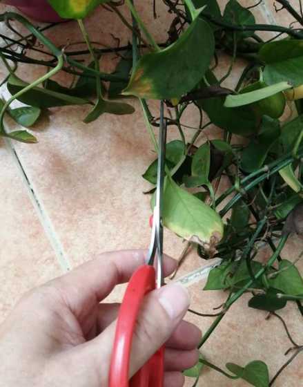 花的枯叶怎么处理剪掉 兰花谢花后怎么养
