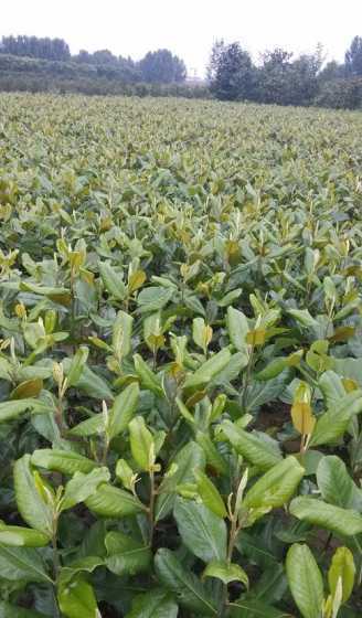 广玉兰移植多久活过来 提高广玉兰移植的成活率的方法介绍
