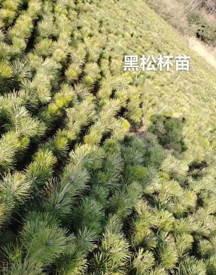 如何选购黑松小苗基地 冬天室外刚移植地栽的黑松小苗用浇水吗