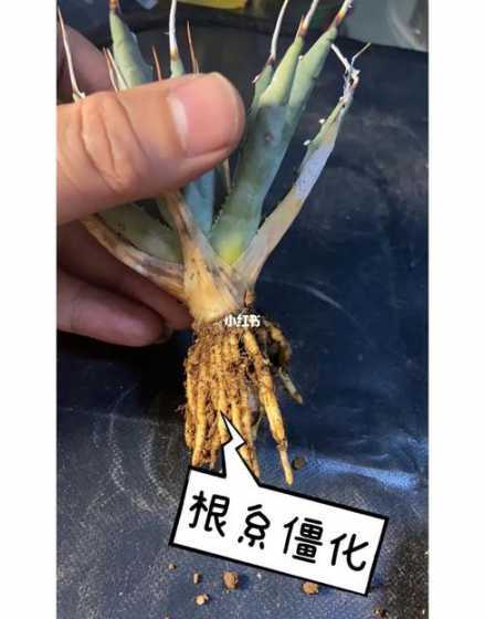 龙舌兰为什么根会烂掉 金边龙舌兰烂根怎么办弄