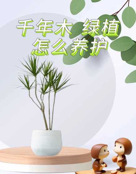 千年木为什么生长缓慢 千年木的生长环境和养护技巧