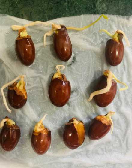 水果荔枝种子怎么发芽 荔枝怎么发芽,种子怎么种植才能发芽快