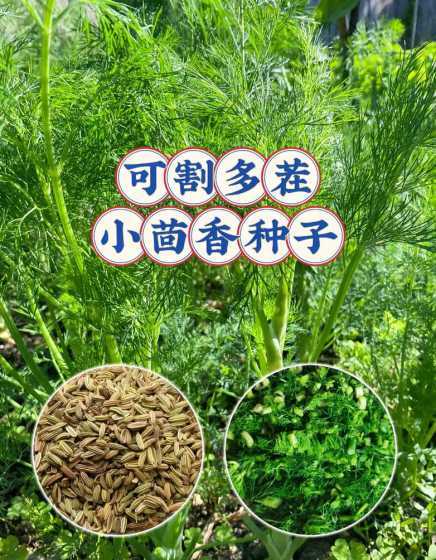 室内种茴香为什么细长 种植茴香的时候,它生长所需要的环境条件是什么