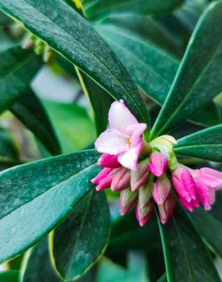瑞香花象征着什么意思 瑞香花有哪些象征的意义