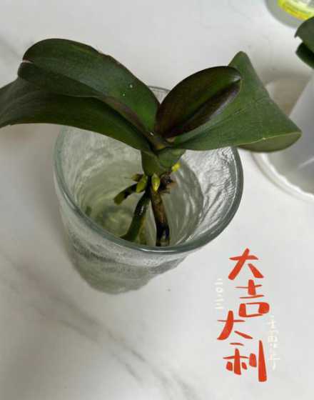 兰花水培怎么快速生根 兰花最简单的水培方法
