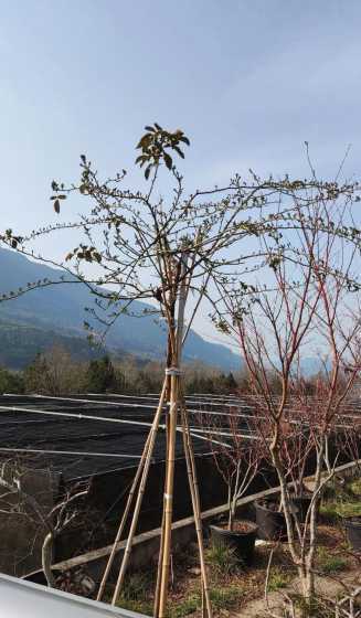 树状月季栽了多久开花 树状月季怎么移栽