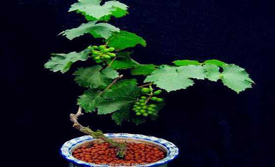 盆栽葡萄怎么样长得快 盆栽葡萄怎么矮化