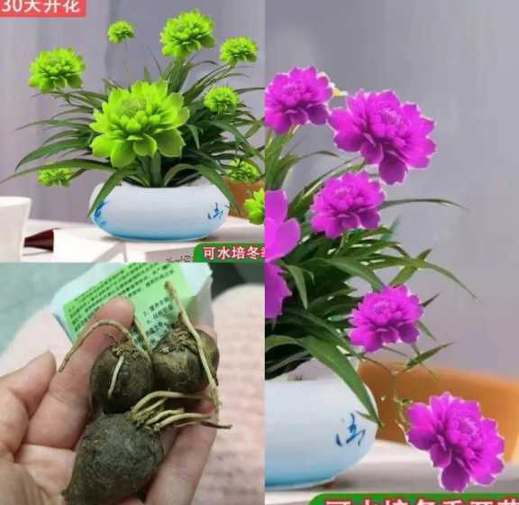 兰花水培怎么养才能活 水培兰花怎么养~