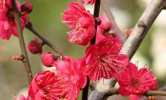 梅花是靠什么输送养分 菊花是在什么时候开放的