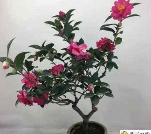 茶梅株型怎么调整美观 茶梅怎么养 茶梅的养殖方法与注意事项