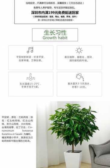 平安树怎么养才长得好 平安树怎么养才长得好 平安树如何养才长得好