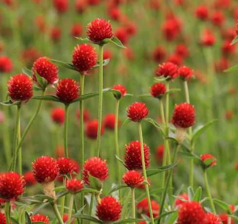 千日红种子什么样成熟 千日红种子什么季节种最好,几月份播种千日红比较合适