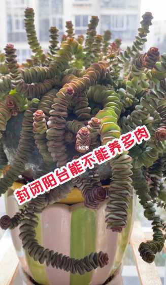 多肉为什么不能放家里 家里养多肉怎么不吉利(家里放多肉好吗)