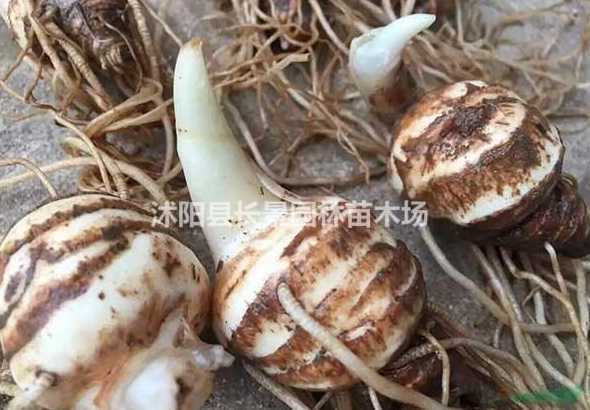 独角莲种子多少钱一斤 独角灵多少钱一斤