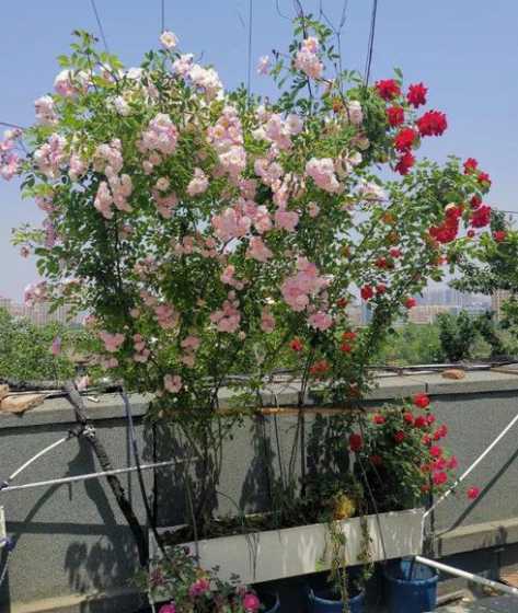屋顶种什么花会垂下来 屋顶花园适合种植什么植物呢