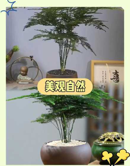什么盆载可以净化空气 10种能吸甲醛净化空气的盆栽排行榜