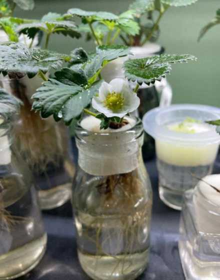 水培草莓需要注意什么 草莓能水培吗