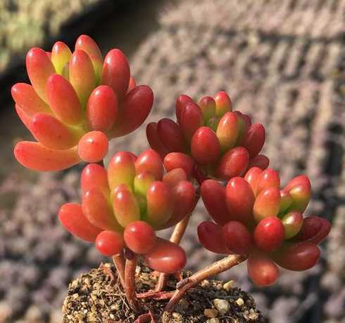 虹之玉什么时候能发红 虹之玉什么时候开花,虹之玉开花会死么/冬春开花不会死