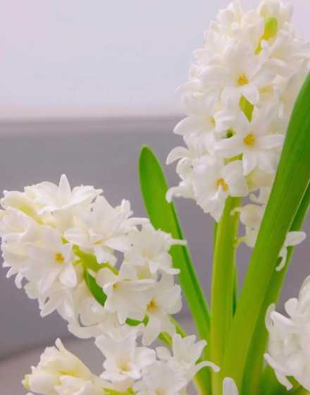 风信子的花是怎么样的 风信子是什么花