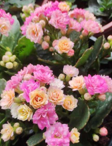 重庆夏天适合养什么花 重庆适合种植什么花
