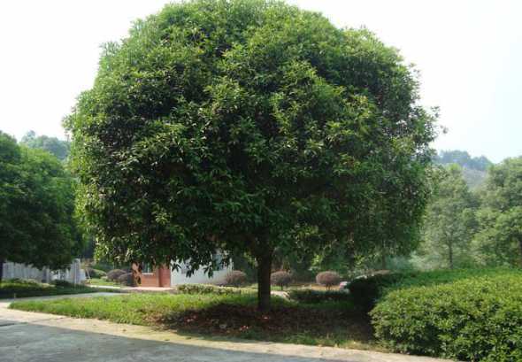 成都适合种什么庭院树 适合北方路边种植的花和树