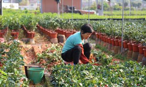 茶花苗移栽多久才成活 茶花多久缓苗成功
