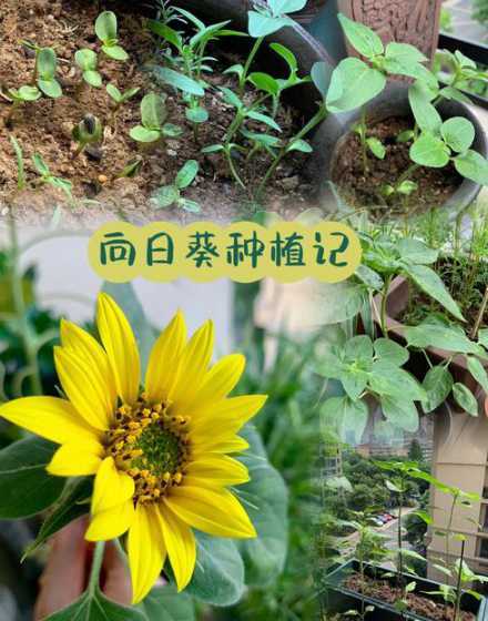 向日葵播种深度为什么 向日葵播种