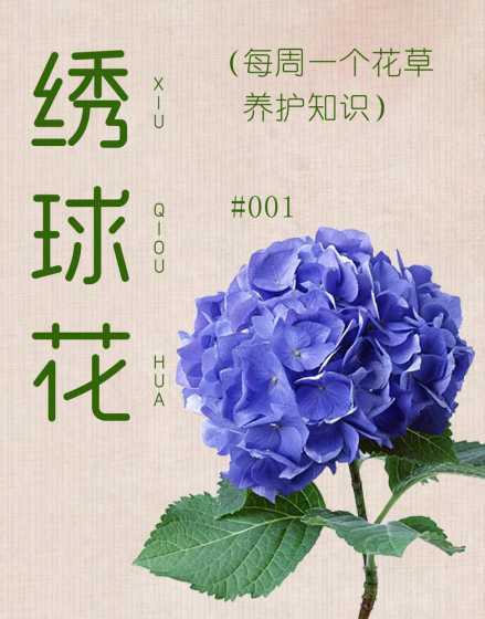 绣球的花语是什么意义 绣球花花语是什么意思(绣球花的寓意和象征意义)