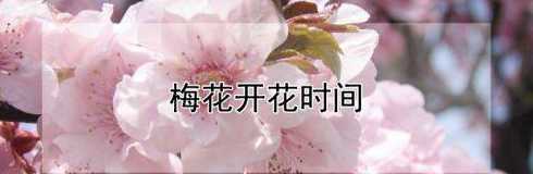 梅花开花时间为什么短 梅花为什么开花不结果……