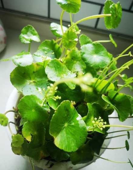 铜钱草开花是什么预兆 铜钱草开花有什么寓意