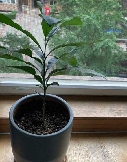 家庭盆栽柚子怎么管理 盆栽柚子树的种植方法