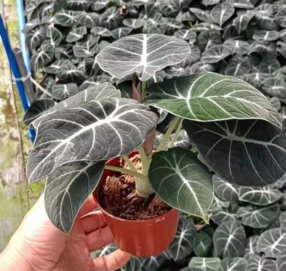 为什么海芋贵竹芋便宜 海芋和竹芋哪个好养,适合室内养吗