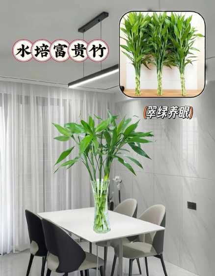 富贵竹为什么可以水培 为什么水培富贵竹要在水里加一枚硬币