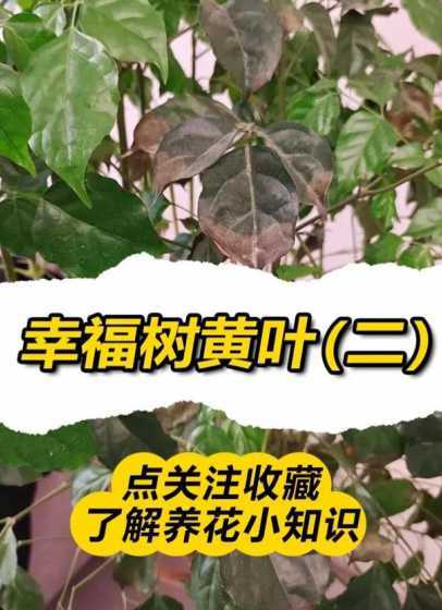 幸福树叶子发黄怎么办 幸福树叶子发黄怎么办 原因及解决办法是什么