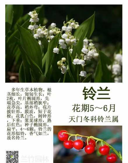 铃兰对土壤有什么要求 铃兰花的最佳播种时间是什么时候对施肥有什么要求呢