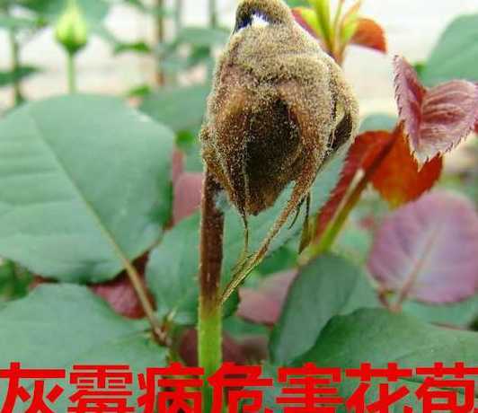 养鲜花花为什么会腐烂 玫瑰切花为什么会烂头