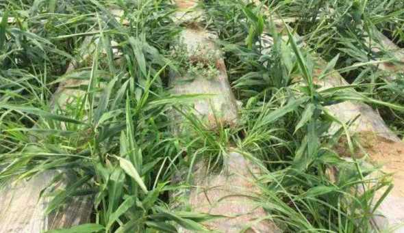 杂草对草坪有什么危害 草坪表面大面积生长茅草怎么办