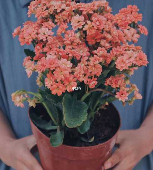 长寿花10月怎么养殖 长寿花如何种植种植时间和方法