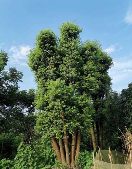 哪些树适合在湖南种植 湖南适合种植什么果树
