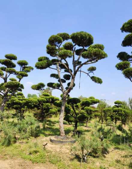 龙柏树可以栽多少颗 坟地栽多少龙柏树最好