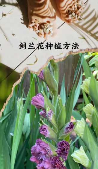 剑兰冬天在室内怎么养 外面剑兰花是怎么过冬