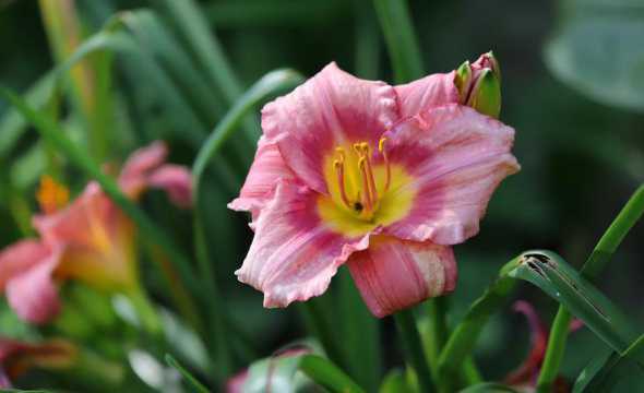 大花萱草一平米多少株 上海动物园票价多少