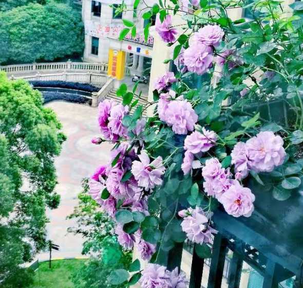 北向房屋适合养什么花 北向客厅适合养什么花