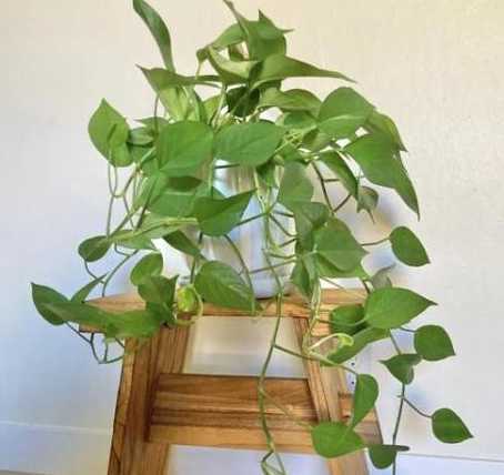 什么花吸尼古丁吸甲醛 什么花去甲醛最好