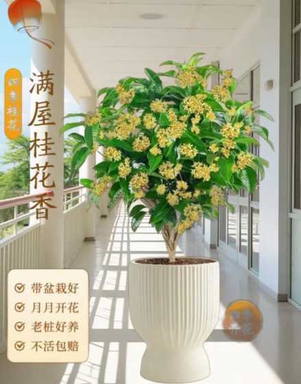 冬季盆栽桂花怎么管理 冬季桂花怎么管理