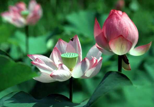 家养莲花什么时候开花 家养睡莲开花到几月份