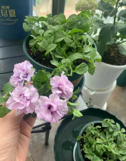矮牵牛开花后怎么打理 矮牵牛开花后如何修剪开花后如何饲养
